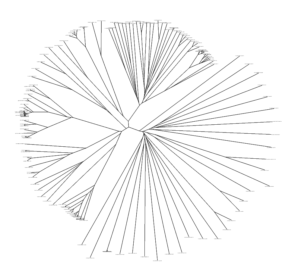 phylogenetic tree picture